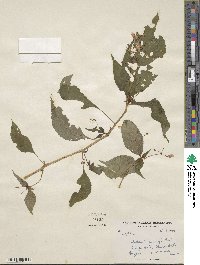 Impatiens flemingii image