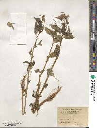 Impatiens sulcata image