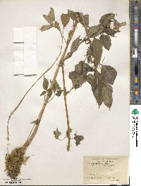 Impatiens sulcata image