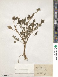 Impatiens laxiflora image