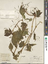 Impatiens laxiflora image