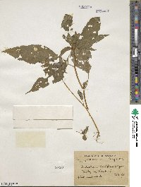 Impatiens laxiflora image