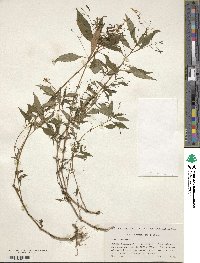 Impatiens racemosa image