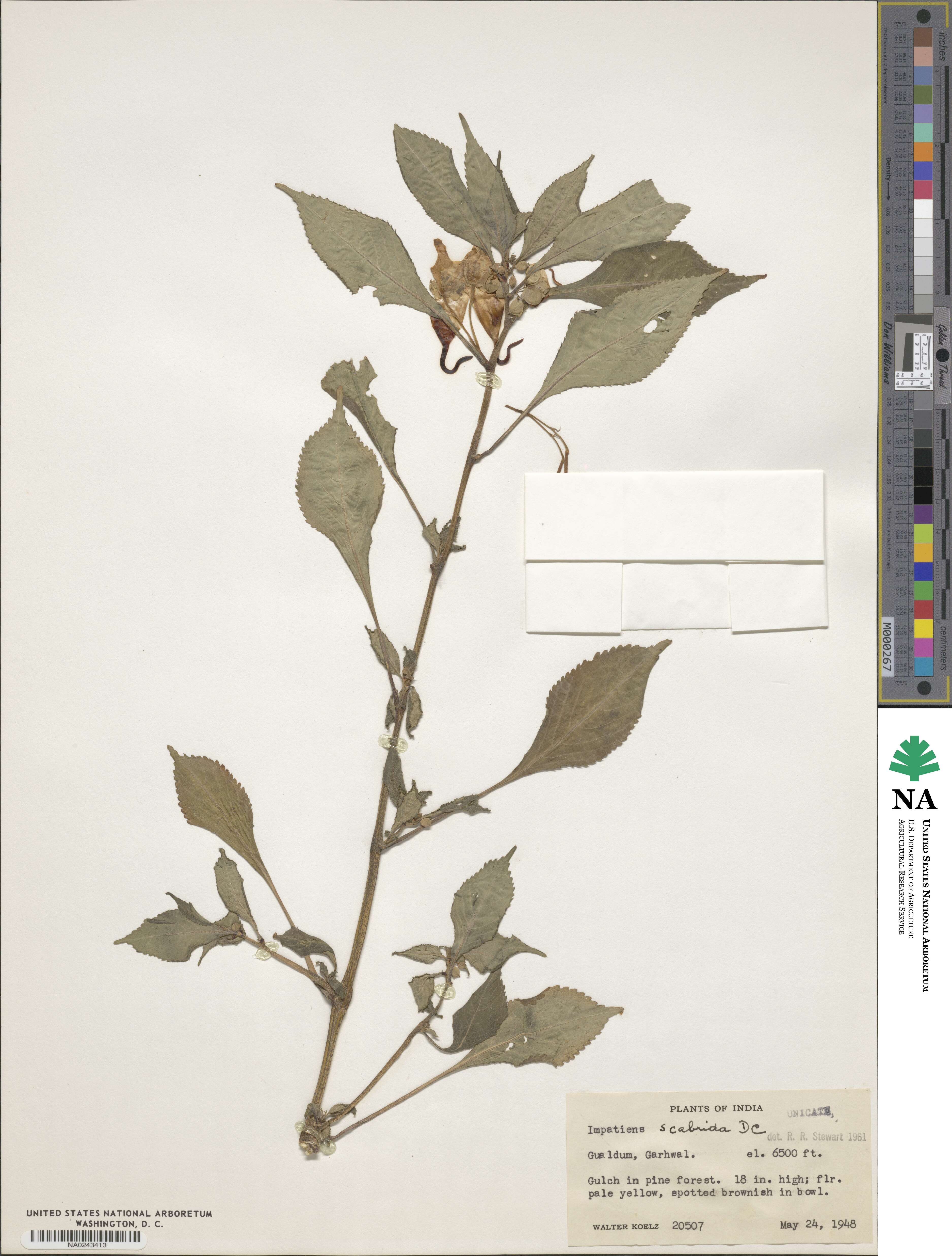 Impatiens scabrida image