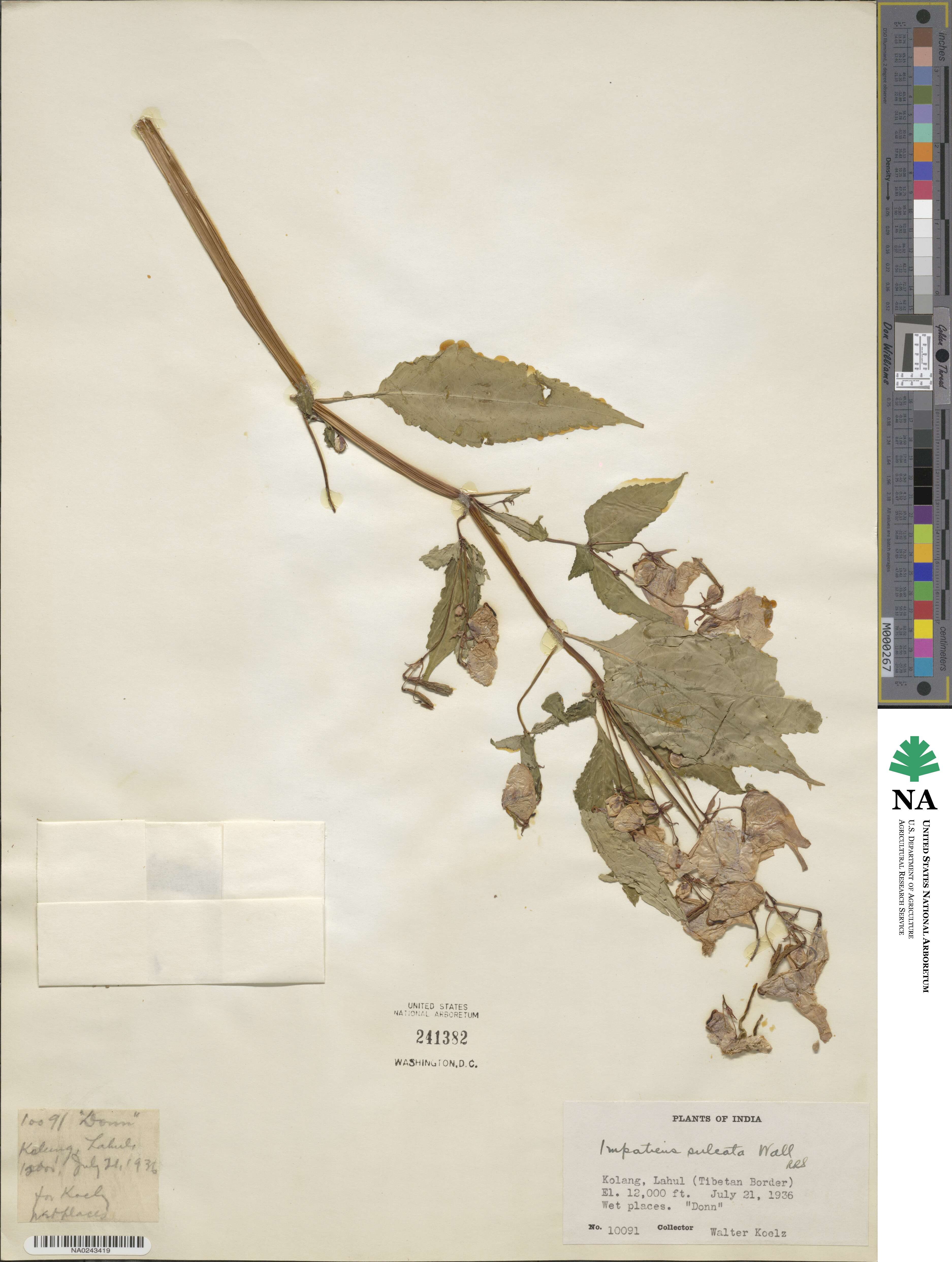 Impatiens sulcata image