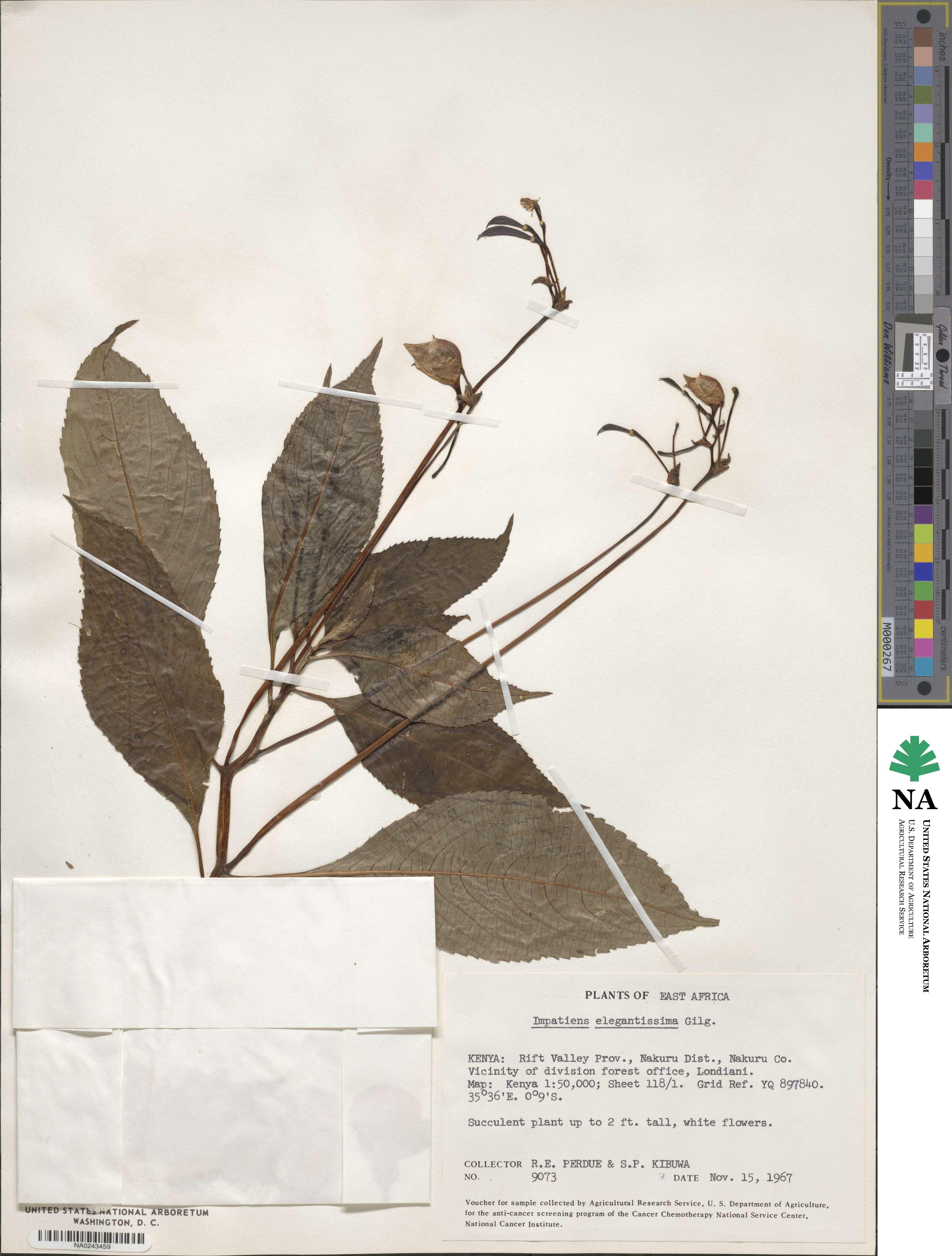 Impatiens tinctoria subsp. elegantissima image