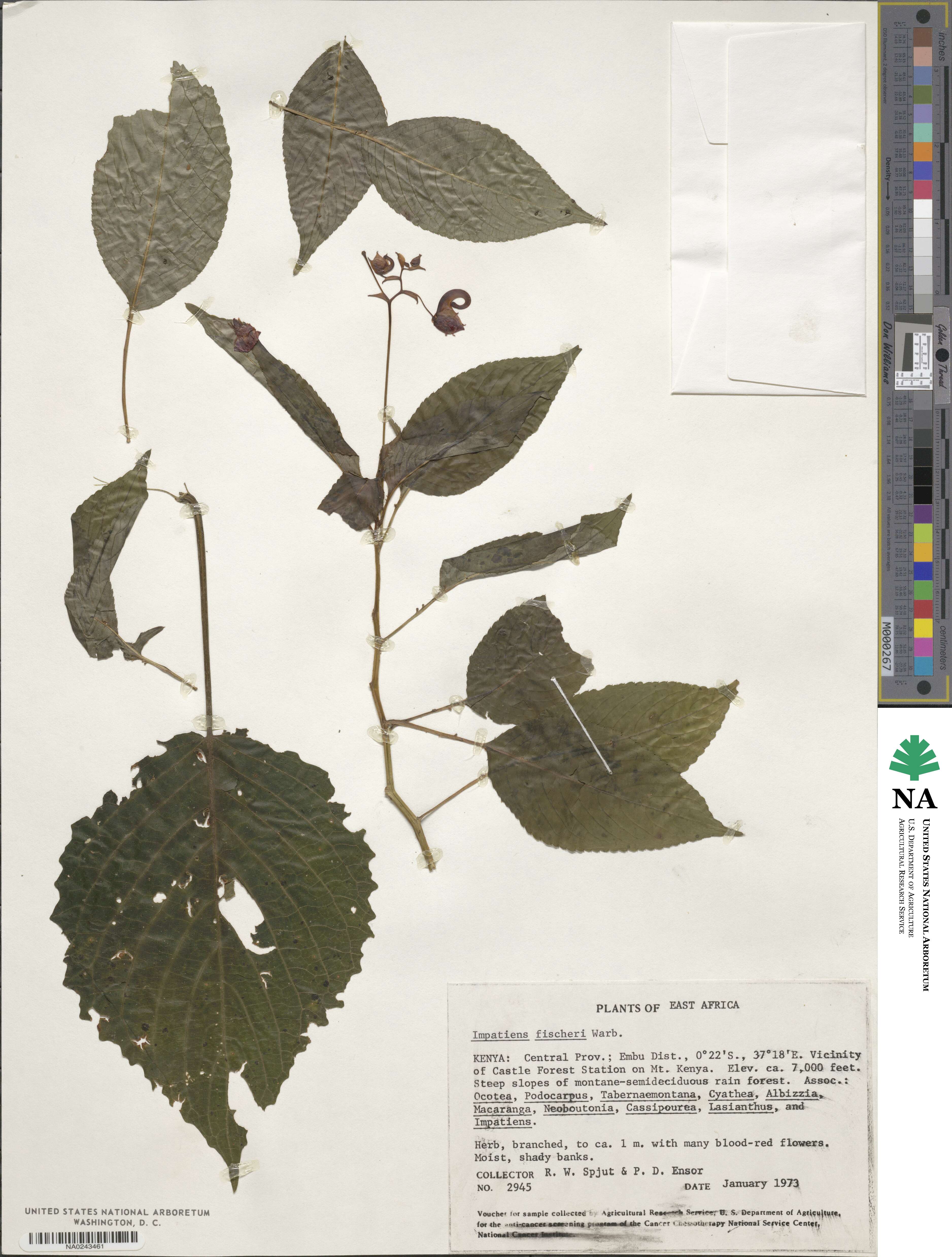 Impatiens fischeri image