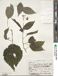 Image of Impatiens fischeri