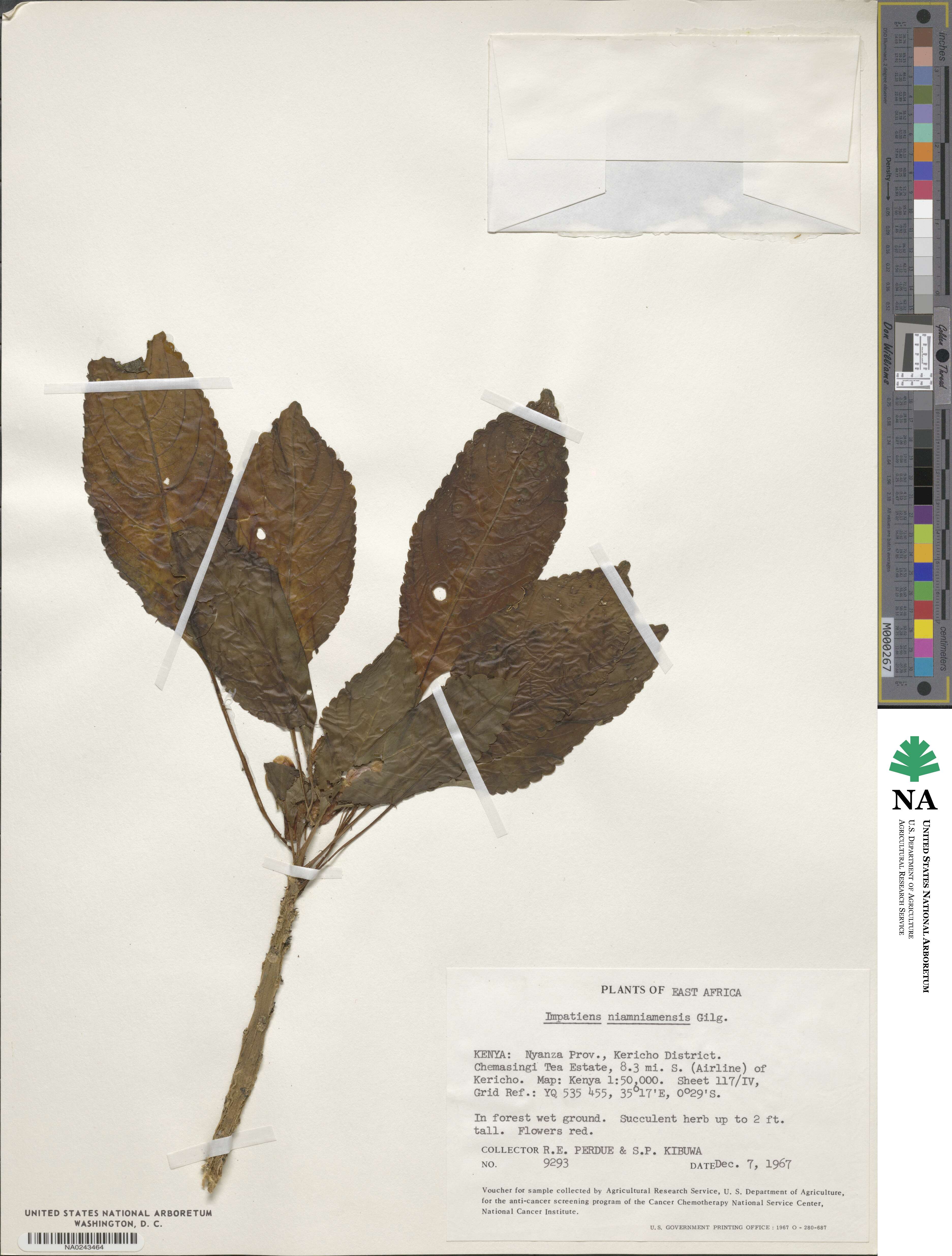 Impatiens niamniamensis image