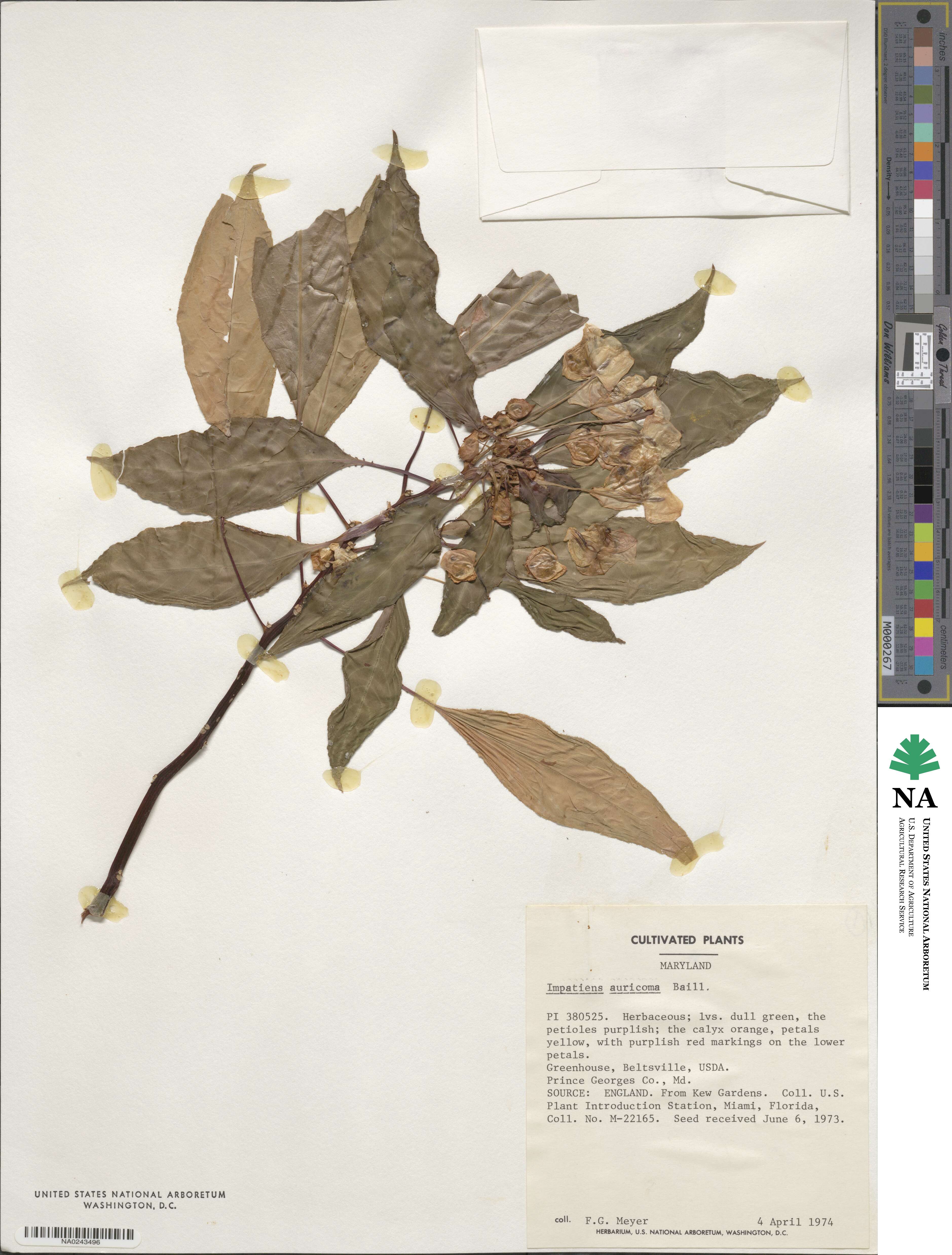 Impatiens auricoma image