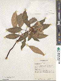 Image of Impatiens auricoma