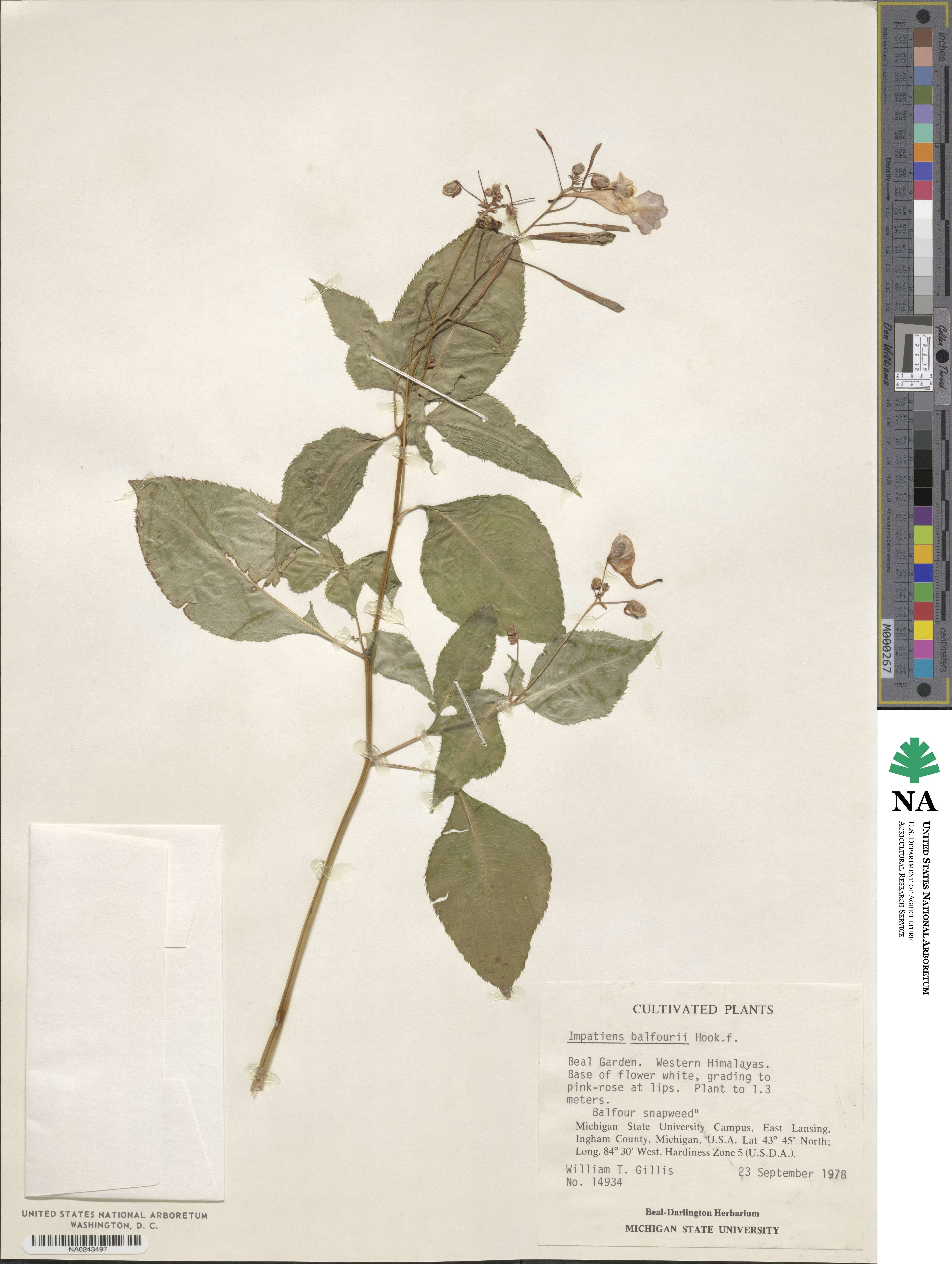 Impatiens balfourii image