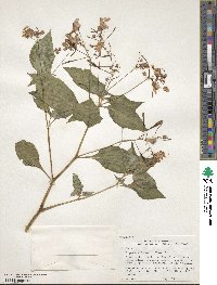 Impatiens balfourii image