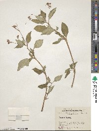 Impatiens balfourii image