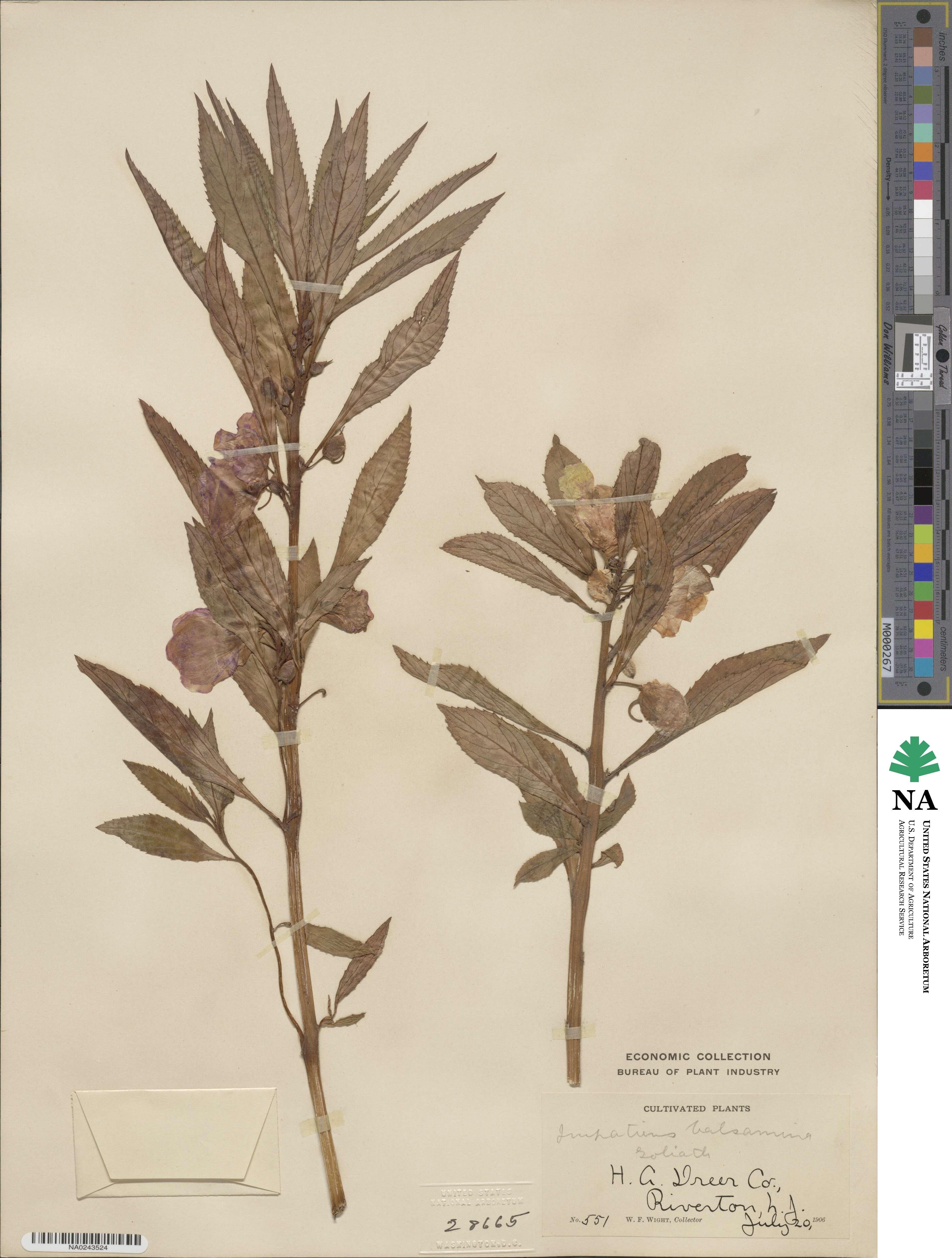 Impatiens balsamina image