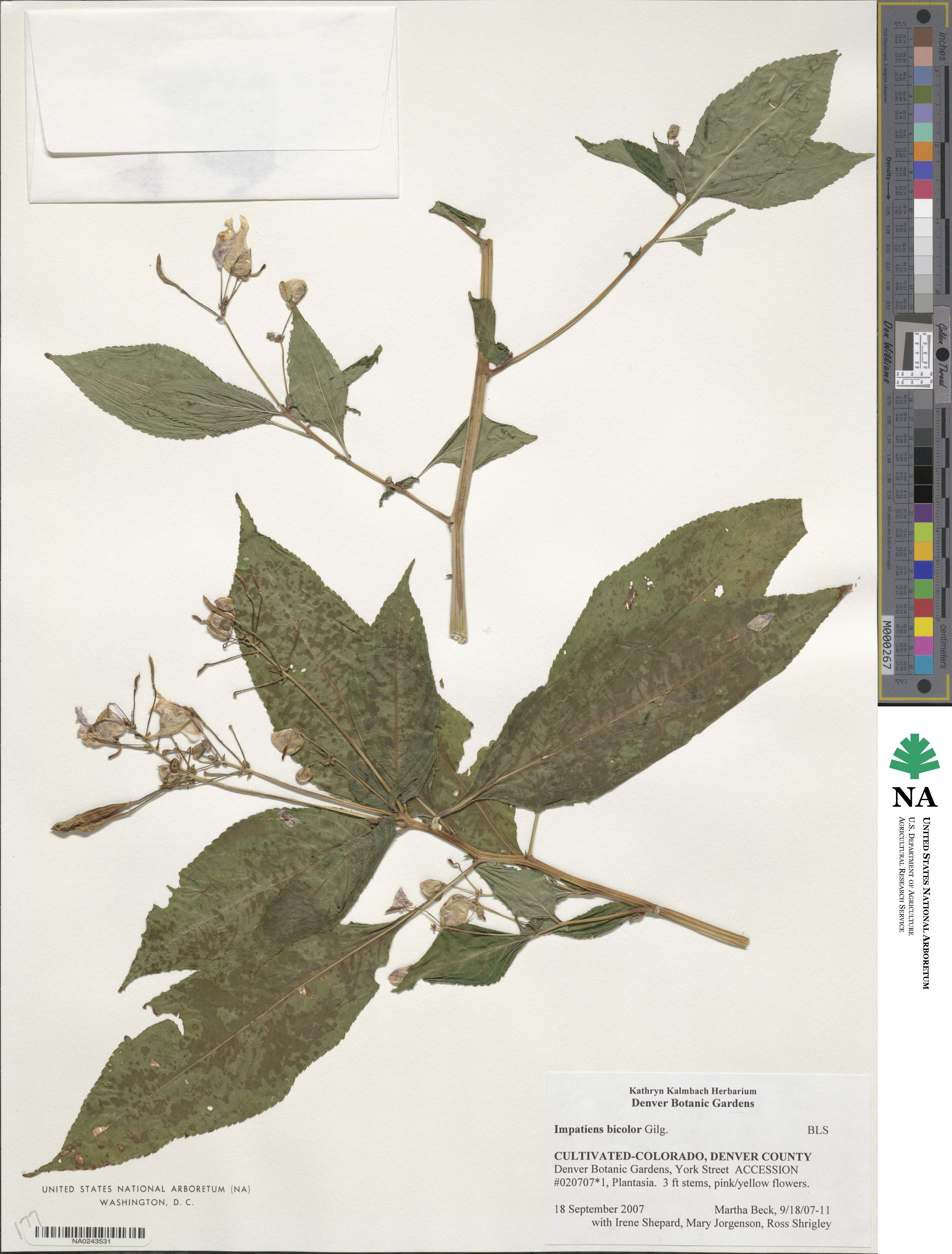 Impatiens bicolor image