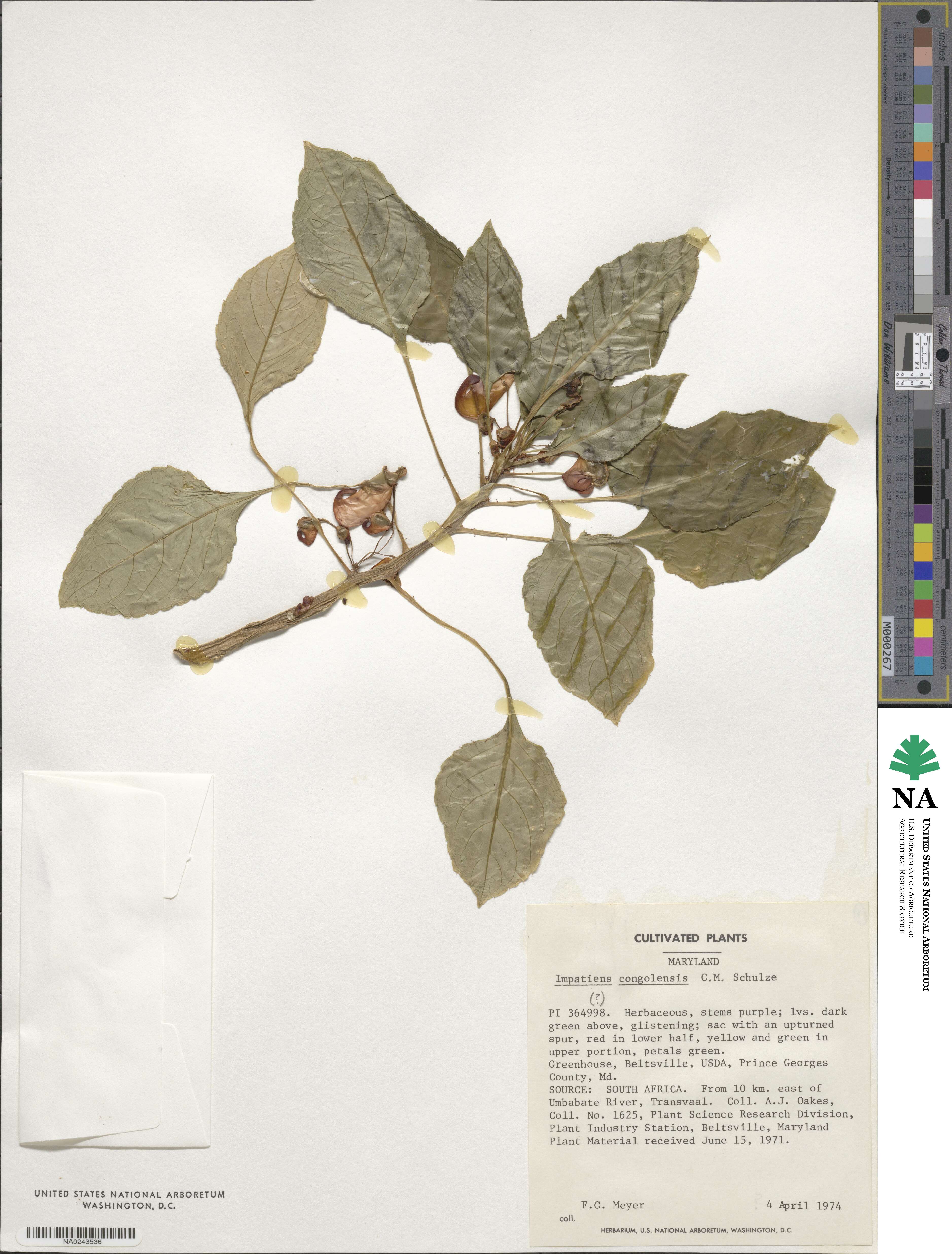 Impatiens congolensis image