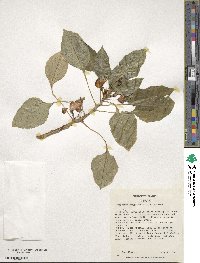 Image of Impatiens congolensis