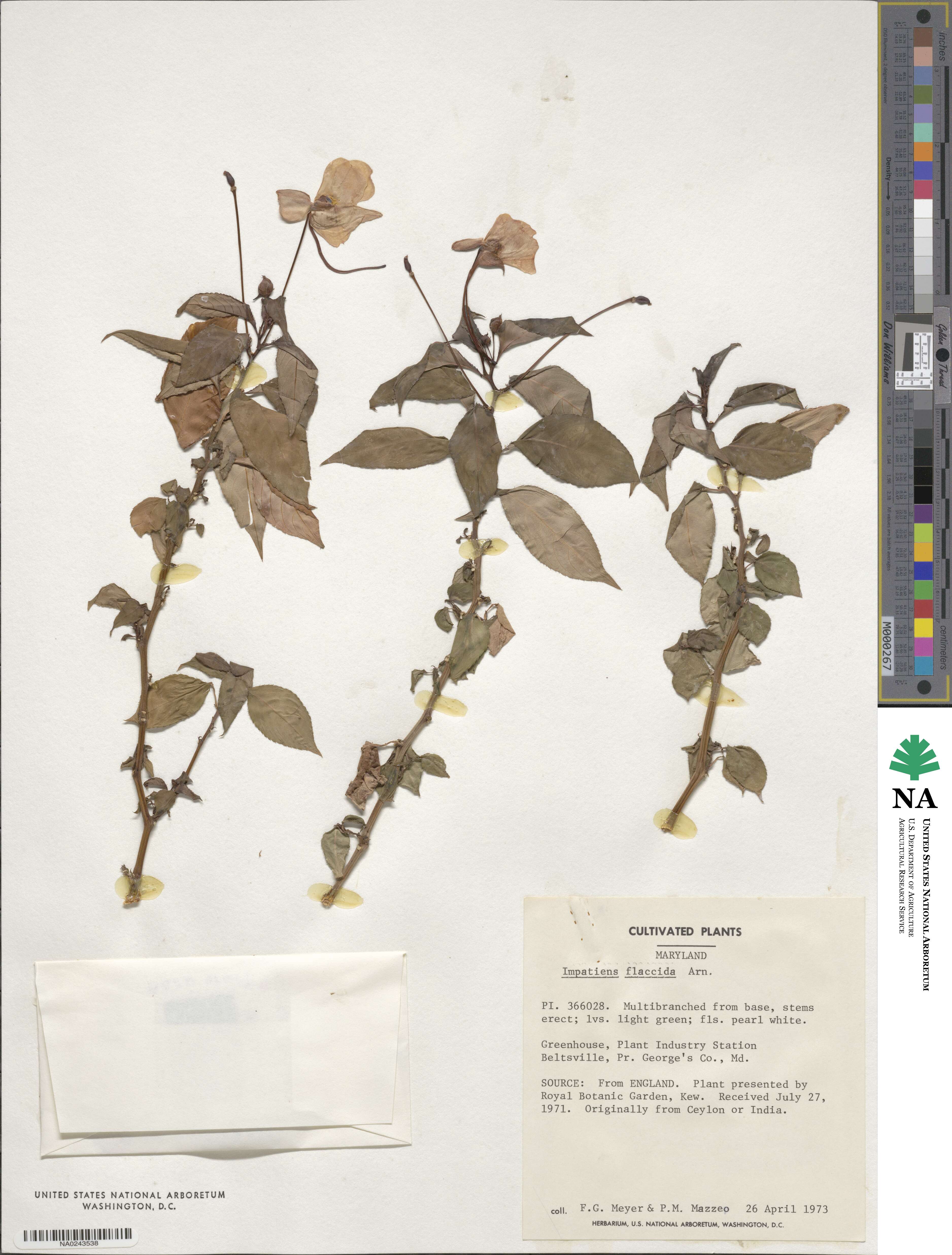 Impatiens flaccida image