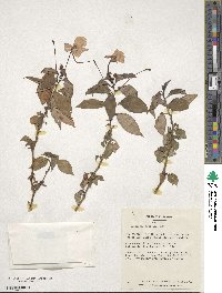 Image of Impatiens flaccida