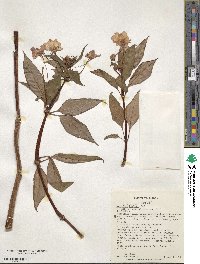 Impatiens hawkeri image