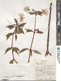 Impatiens hawkeri image