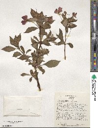 Impatiens hawkeri image