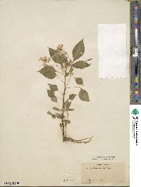 Impatiens walleriana image