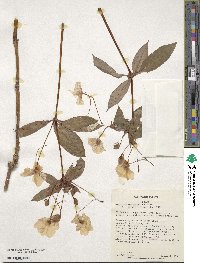 Impatiens hawkeri image