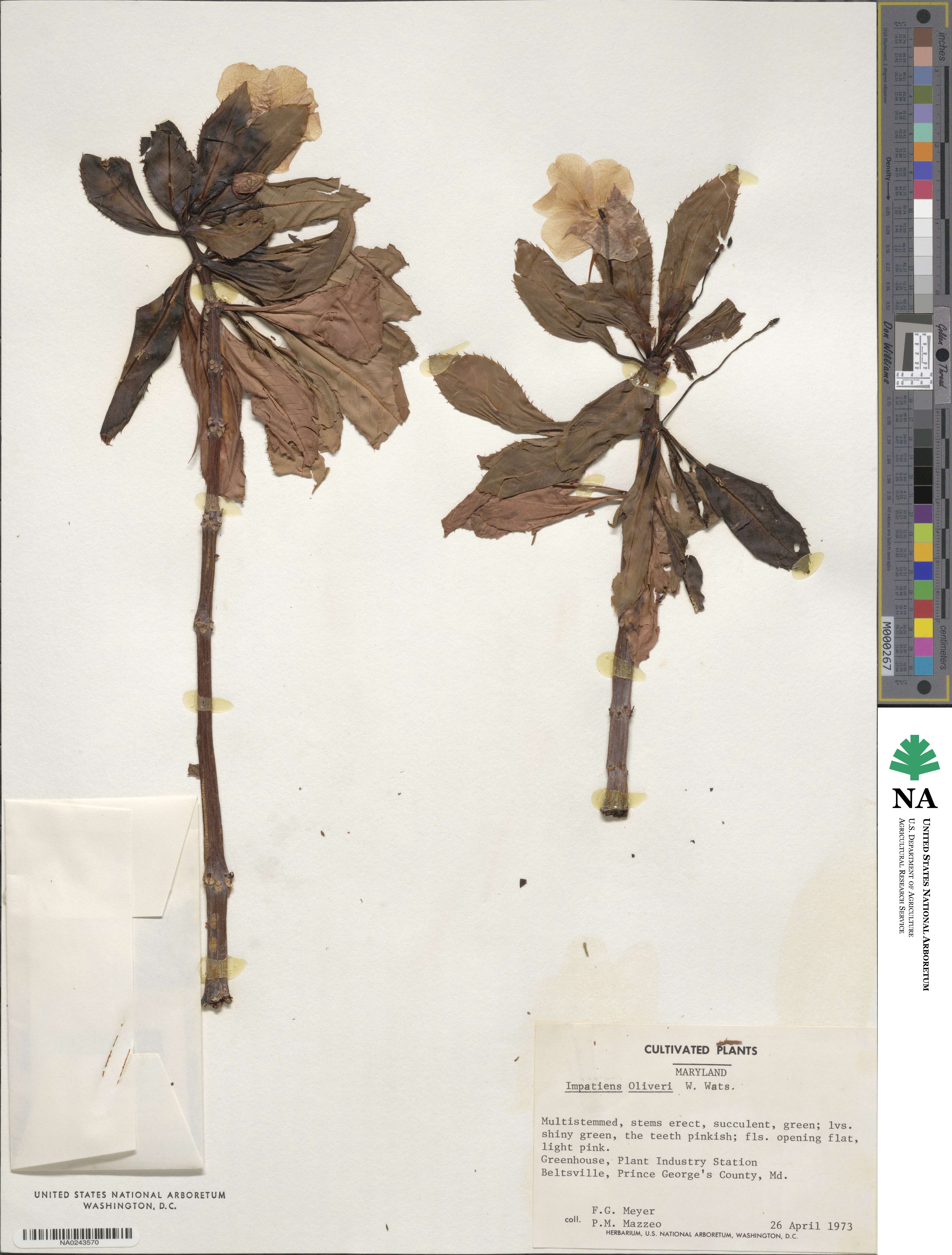 Impatiens sodenii image