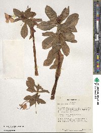 Impatiens sodenii image