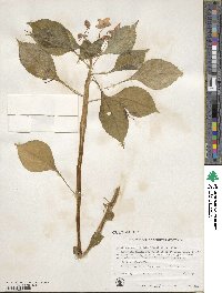 Impatiens sodenii image