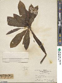 Impatiens sodenii image