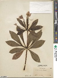 Impatiens sodenii image