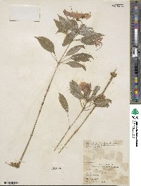 Impatiens platypetala image