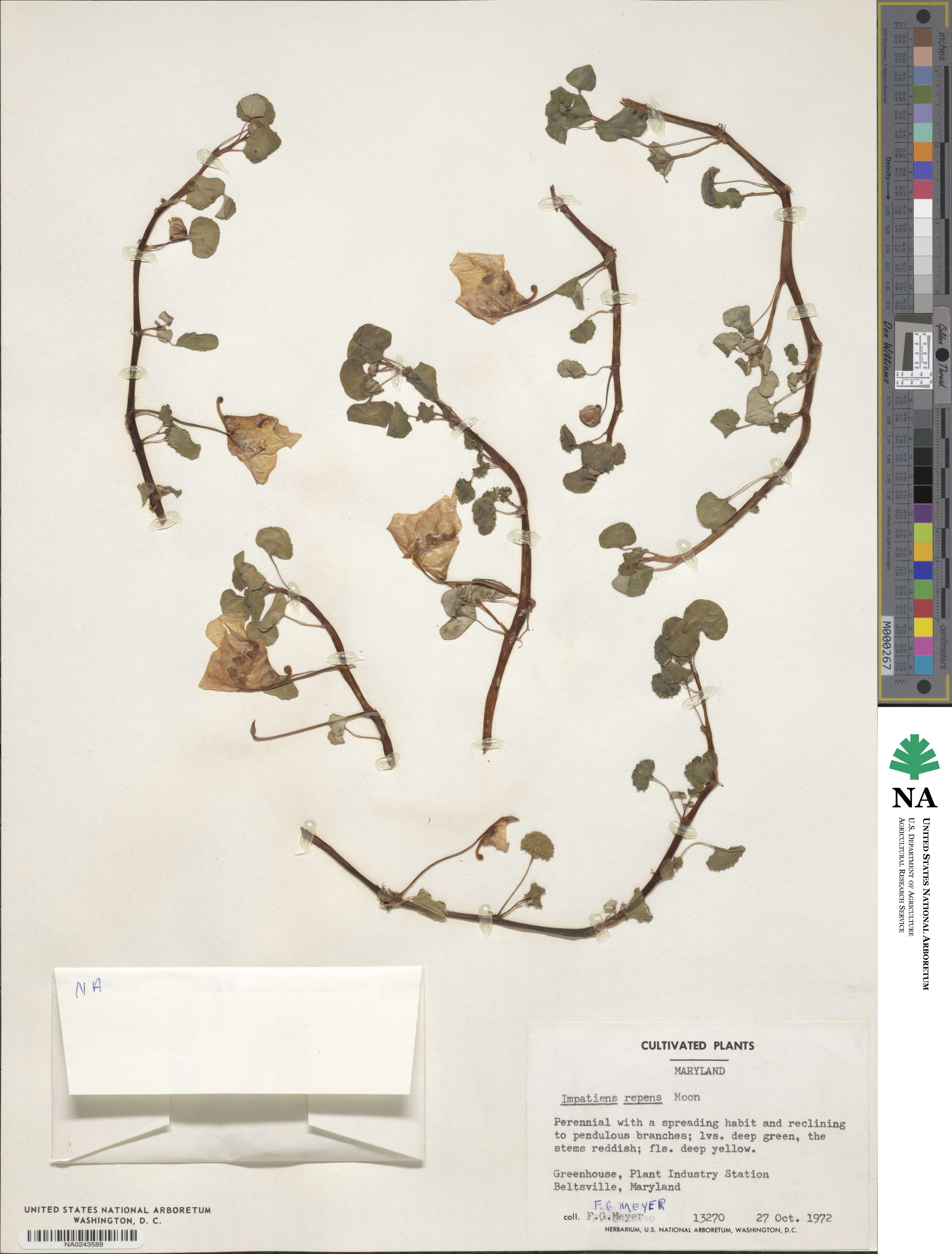 Impatiens repens image