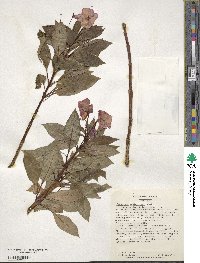 Impatiens hawkeri image