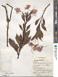 Impatiens hawkeri image