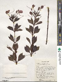 Impatiens hawkeri image