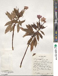 Impatiens hawkeri image