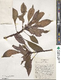 Impatiens hawkeri image