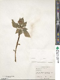 Impatiens walleriana image