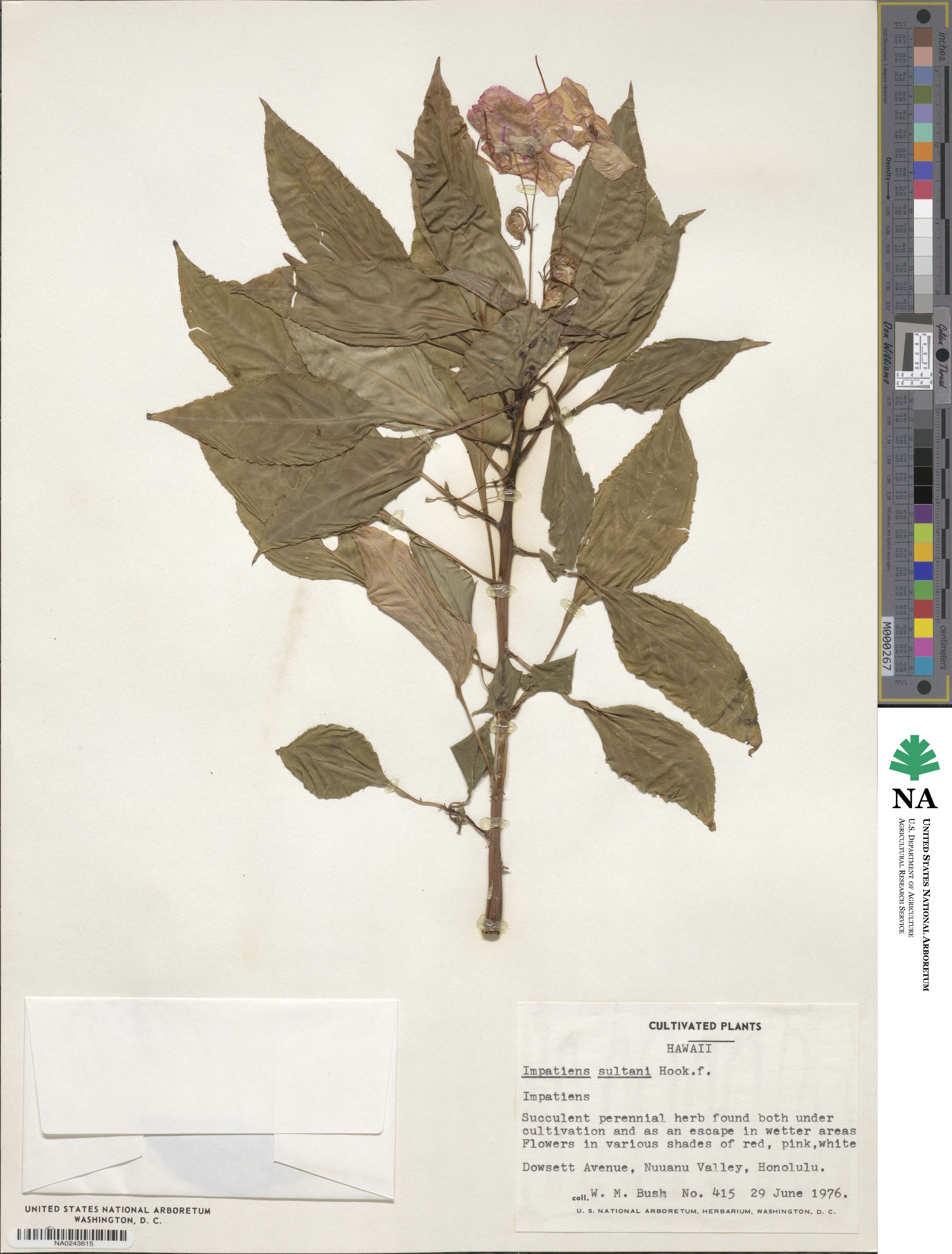 Impatiens walleriana image