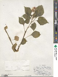 Impatiens walleriana image