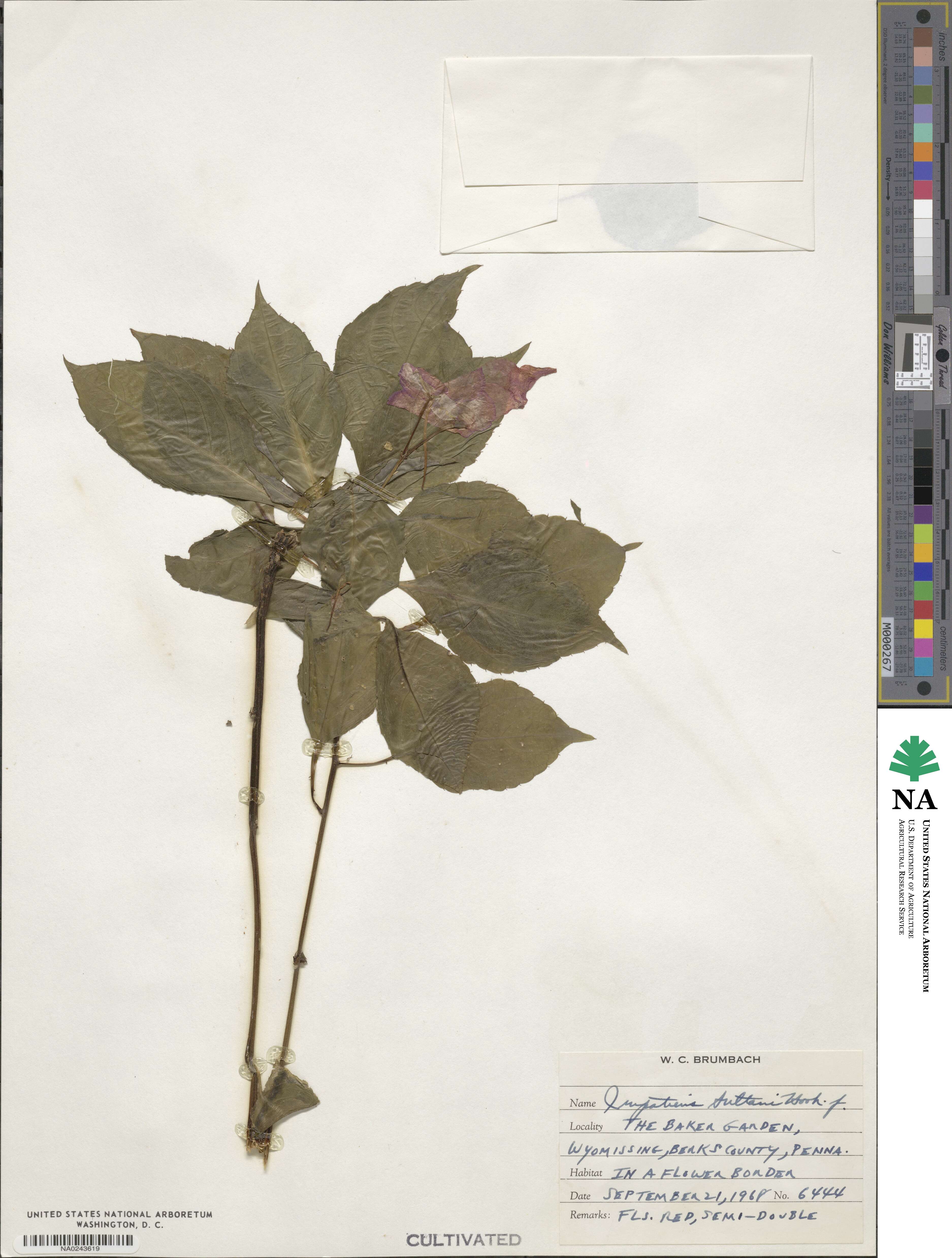 Impatiens walleriana image