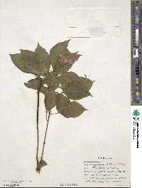 Impatiens walleriana image