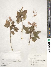 Impatiens walleriana image