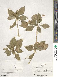 Impatiens walleriana image