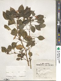 Impatiens walleriana image