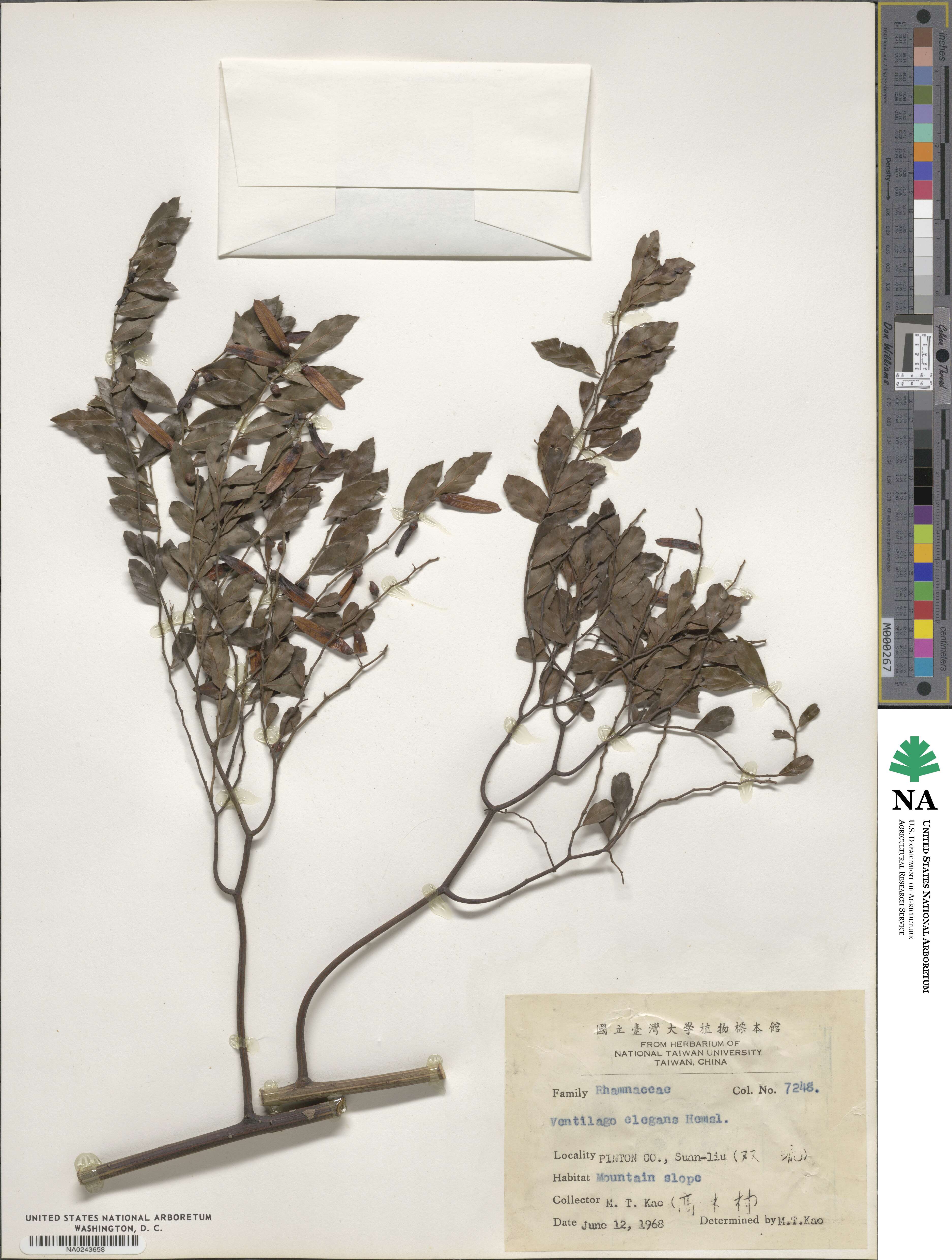 Ventilago image